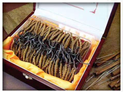 甘州冬虫夏草回收